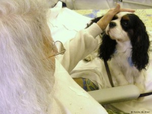 une dame âgée alitée caresse un de nos chiens bénévoles