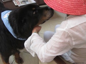 caresses entre un de nos chiens et une personne âgée visitée